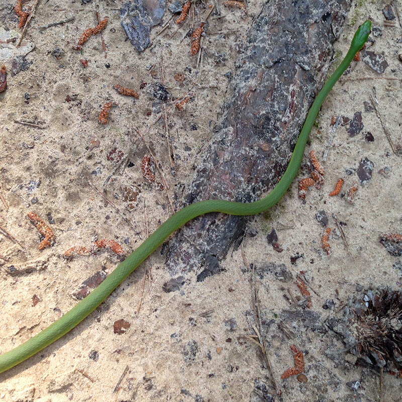 Rough green snake on the trail...