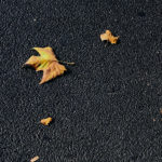 Fallen leaves on pavement