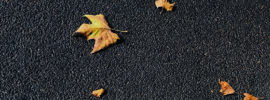 Fallen leaves on pavement