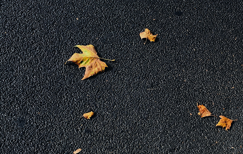 Fallen leaves on pavement