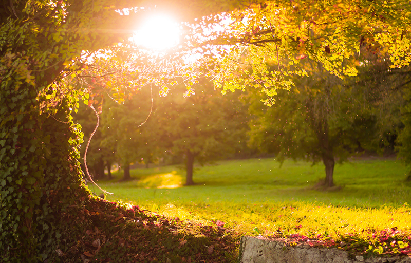 Golden sunlight through trees.