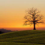 Tree and sunrise