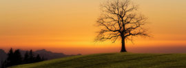 Tree and sunrise