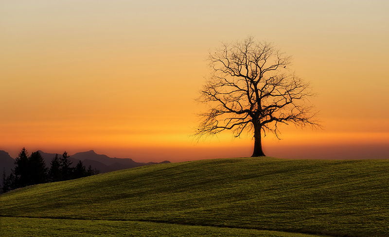 Tree and sunrise