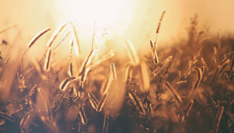 A tight shot of amber wild grasses glowing in low sunlight.