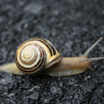 Snail