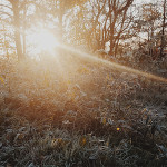 Sun shining through trees