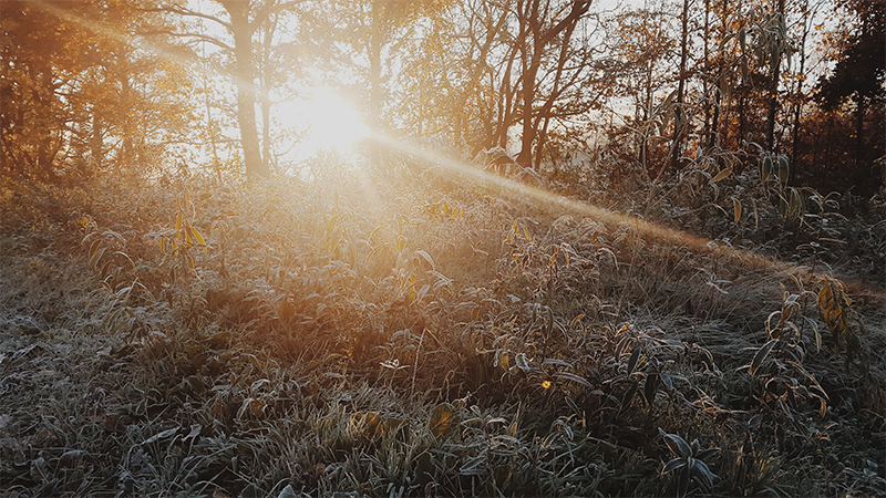 Sun shining through trees