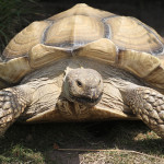 A tortoise