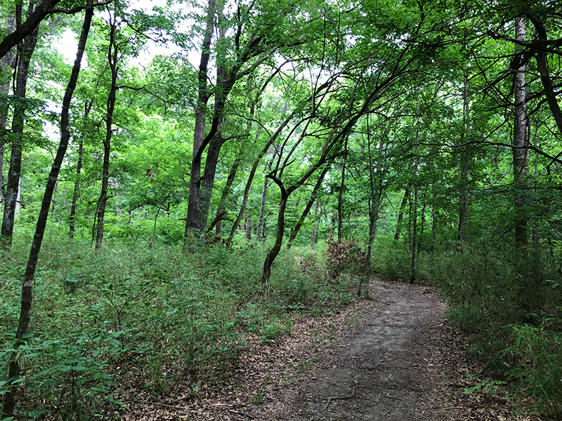 Coyote Run Trail at Cooper Lake State Park.