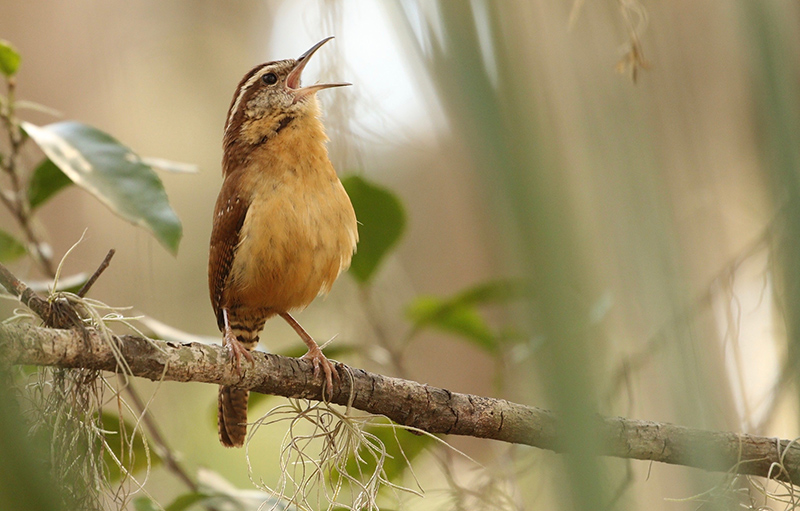 Carolina wren.