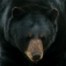A black bear
