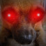 A possessed Chihuahua.