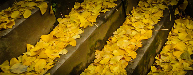 The Steps of Autumn